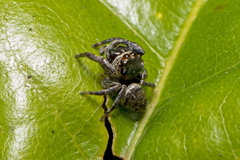 Euryattus bleekeri