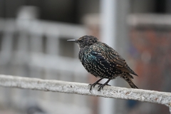 Sturnus vulgaris