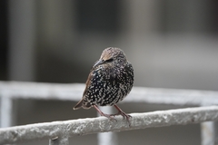 Sturnus vulgaris