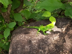 Iguana