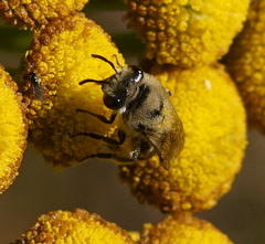 Colletes