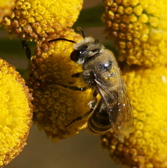 Colletes
