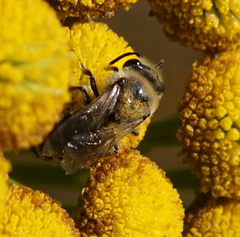 Colletes