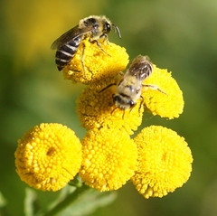 Colletes