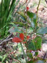 Alchornea ilicifolia