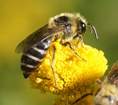 Colletes