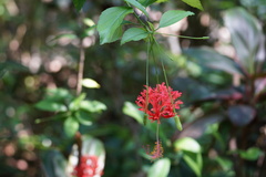 Hibiscus schizopetalus