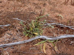 Ptilotus polystachyus