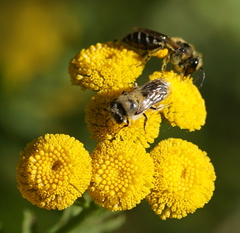 Colletes