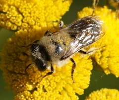 Colletes