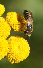 Colletes