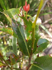 Alchornea ilicifolia