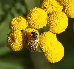 Colletes