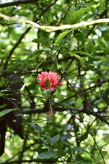 Hibiscus schizopetalus