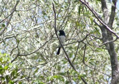 Myiagra cyanoleuca