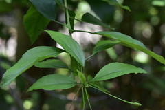 Hibiscus schizopetalus
