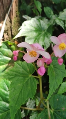 Begonia formosana