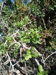 Searsia longispina