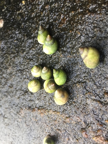 Littoraria flava