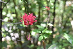 Hibiscus schizopetalus