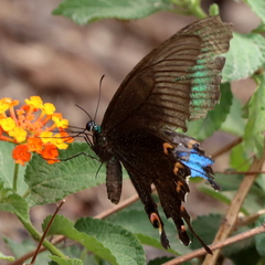 Papilio bianor