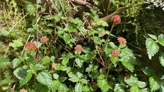 Lecanthus peduncularis