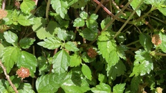 Lecanthus peduncularis