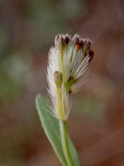 Pimelea trichostachya