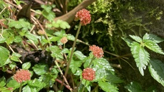 Lecanthus peduncularis