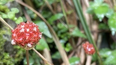 Lecanthus peduncularis
