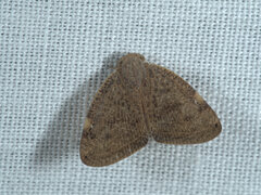 Ricaniidae