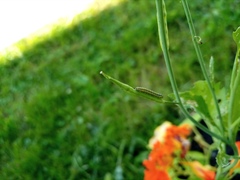 Pierinae