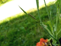 Pierinae