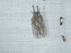 Fulgoridae