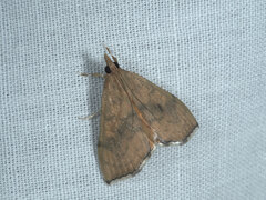 Pyraustinae