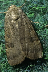 Noctua interposita