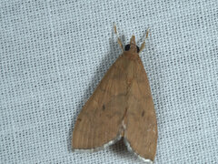 Pyraustinae