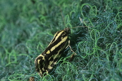 Acontia trabealis