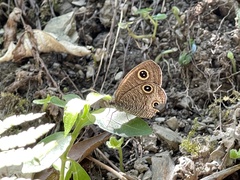 Ypthima multistriata