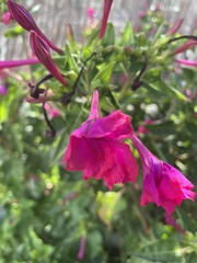 Mirabilis