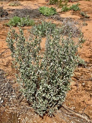 Atriplex stipitata