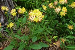 Anthyllis vulneraria vulneraria