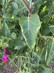 Mirabilis