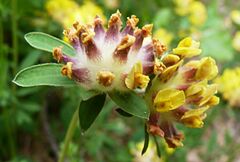 Anthyllis vulneraria vulneraria