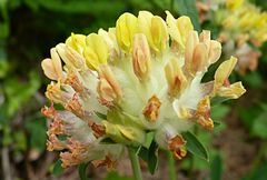 Anthyllis vulneraria vulneraria