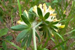 Anthyllis vulneraria vulneraria