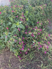 Mirabilis