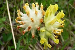 Anthyllis vulneraria vulneraria