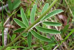 Anthyllis vulneraria vulneraria