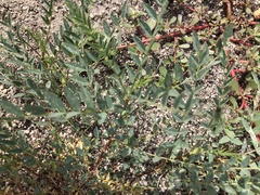Astragalus palmeri